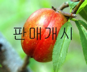 [운성농원} 천도복숭아(오월화) 2Kg