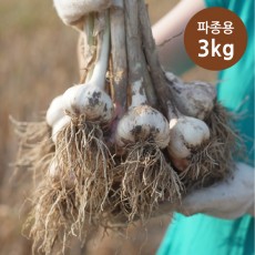 의성토종 종자마늘(씨마늘) 3kg