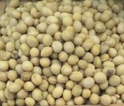 [에코파파한마을팜] 냉콩국수 해먹기 좋은 백태(흰콩) 1kg
