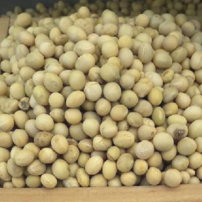 [에코파파한마을팜] 냉콩국수 해먹기 좋은 백태(흰콩) 1kg