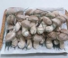 [착한보경사송이버섯] 보담송이 1㎏ (최상품)
